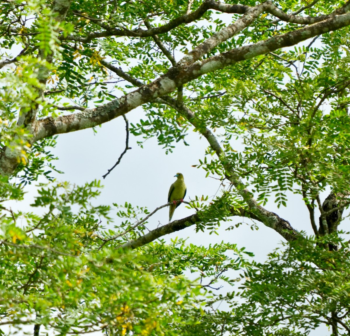 Pin-tailed Green-Pigeon - ML639895552