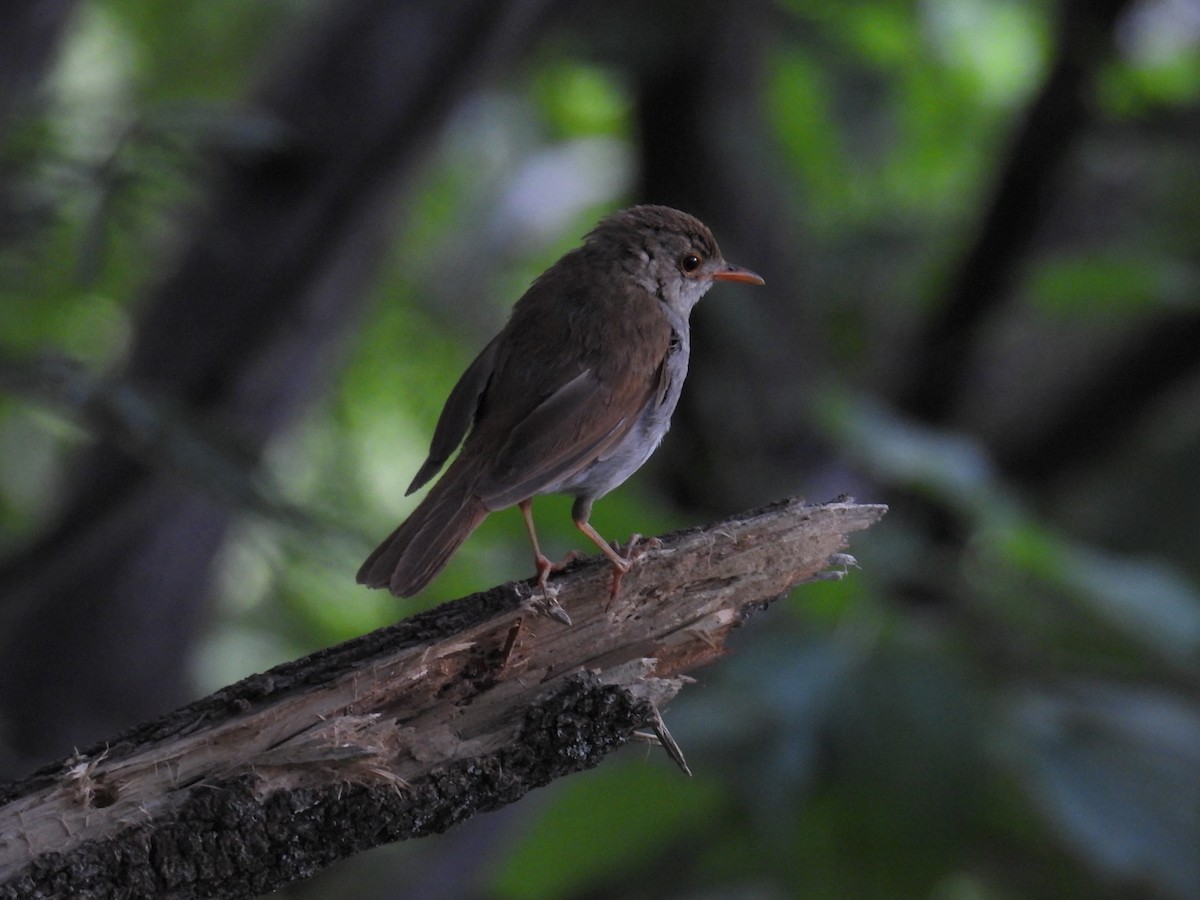 Orange-billed Nightingale-Thrush - ML639895828