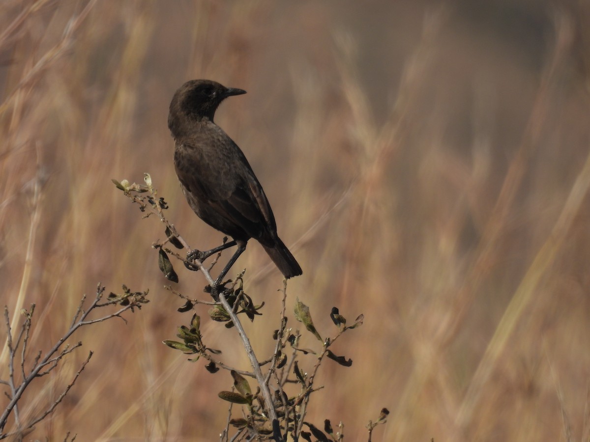 Southern Anteater-Chat - ML639895829