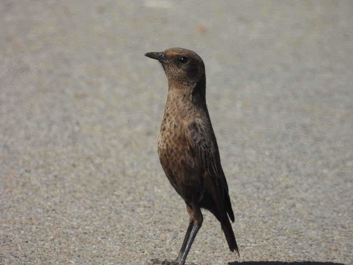 Southern Anteater-Chat - ML639895835