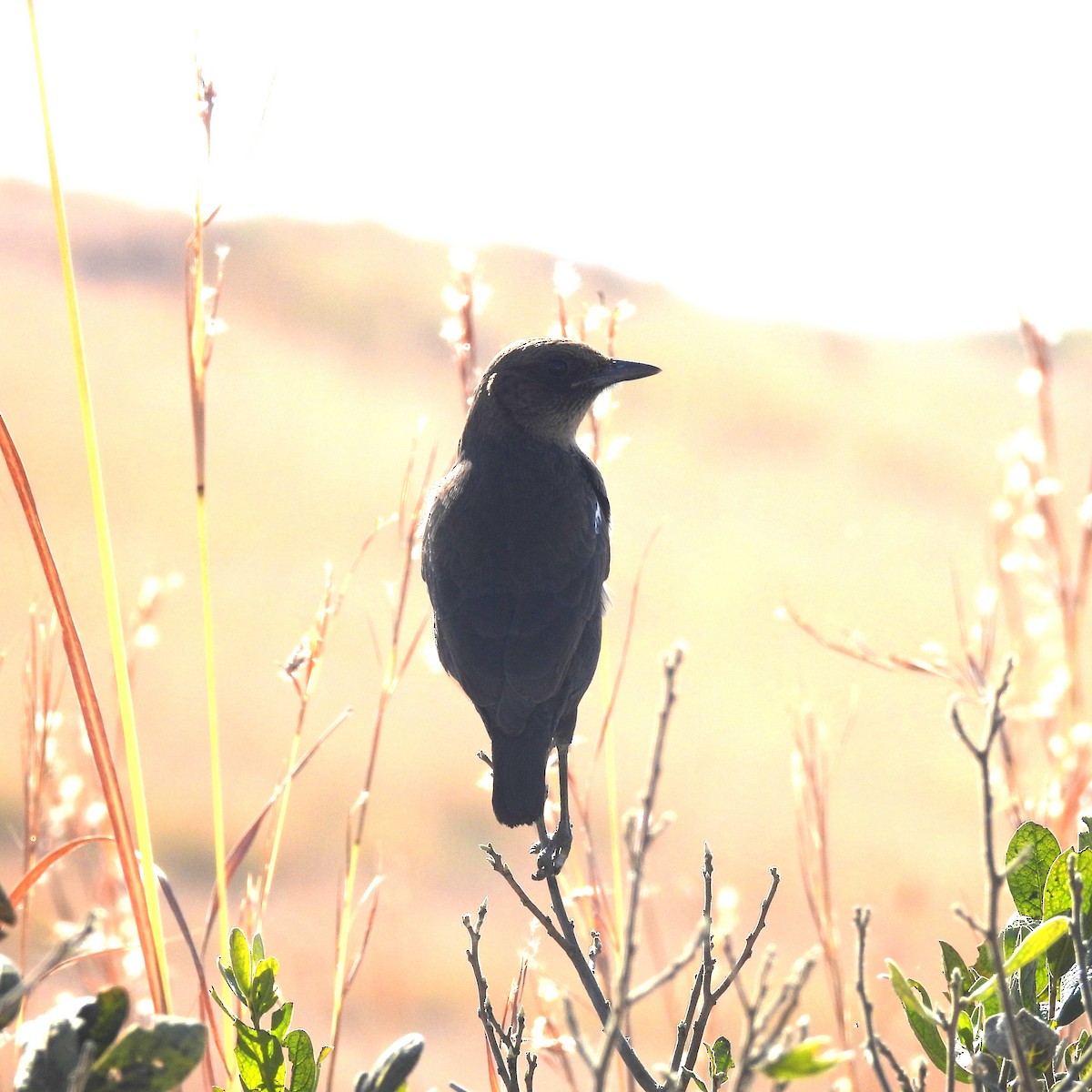 Southern Anteater-Chat - ML639895846