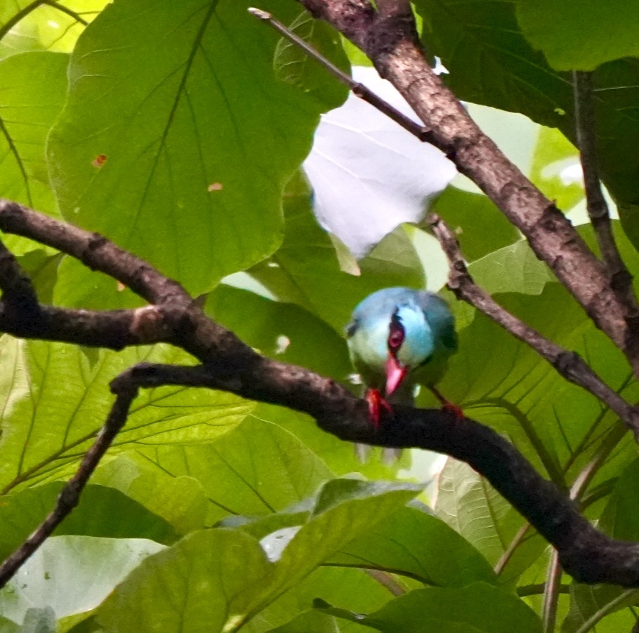 Common Green-Magpie - ML639895863