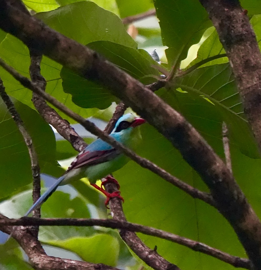 Common Green-Magpie - ML639895864