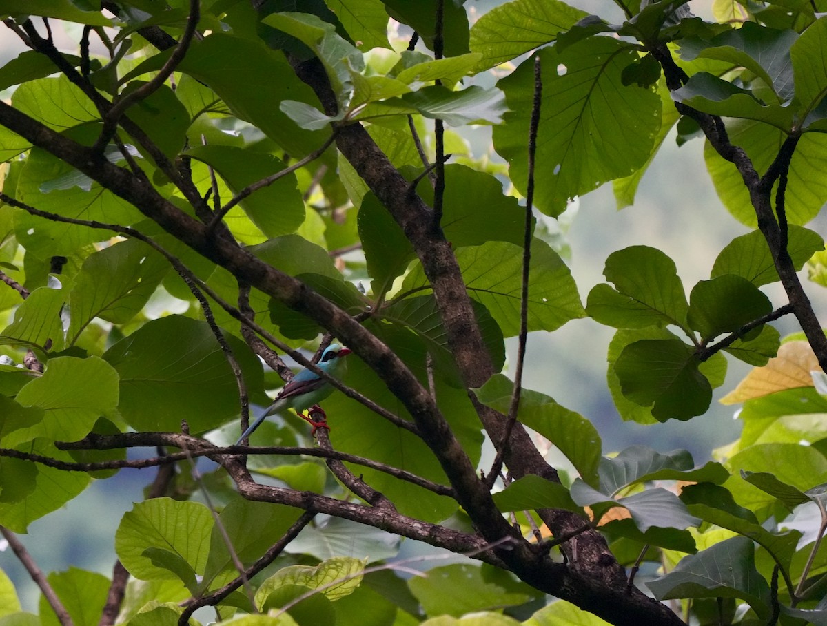 Common Green-Magpie - ML639895865
