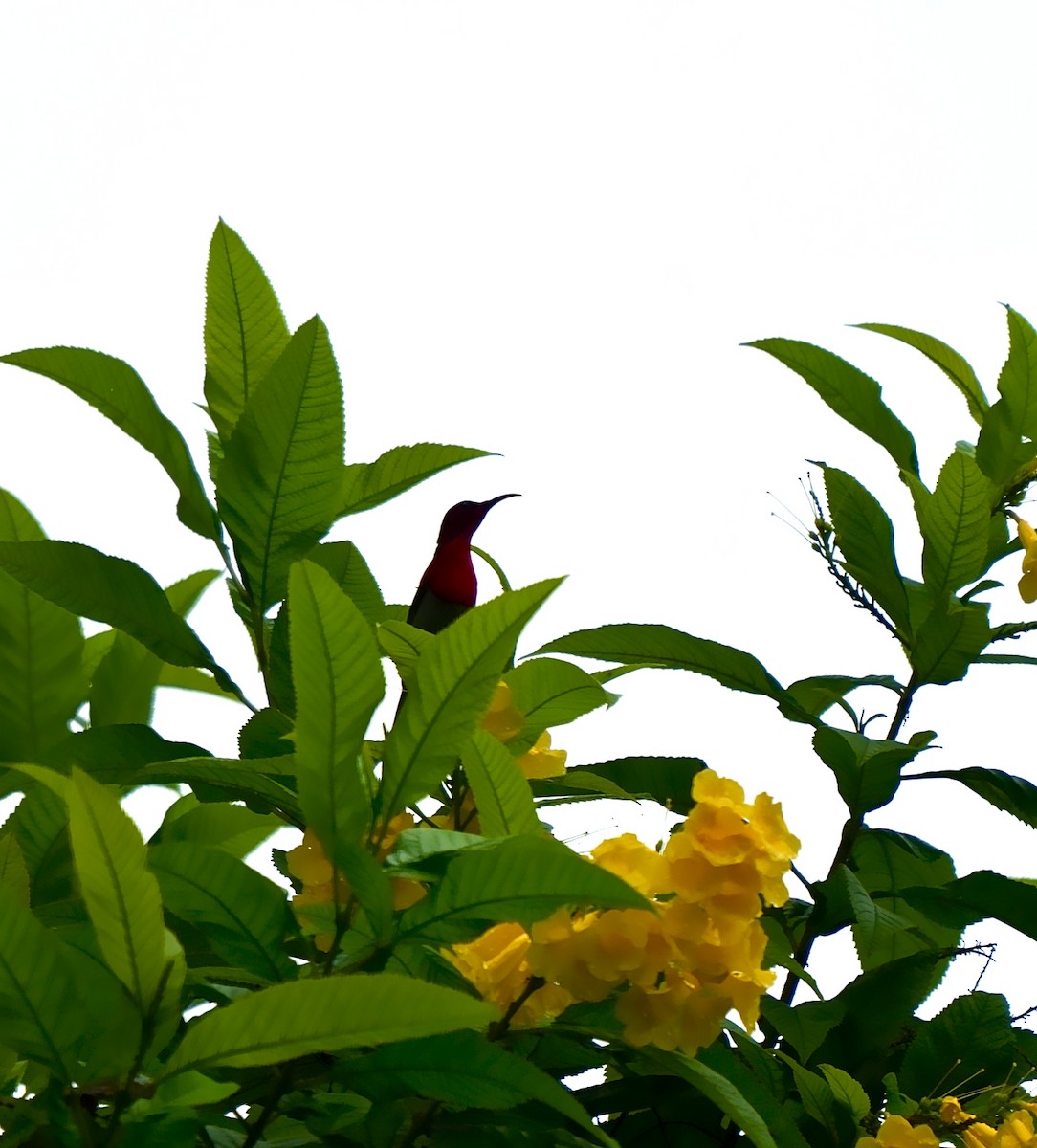 Crimson Sunbird - ML639895871