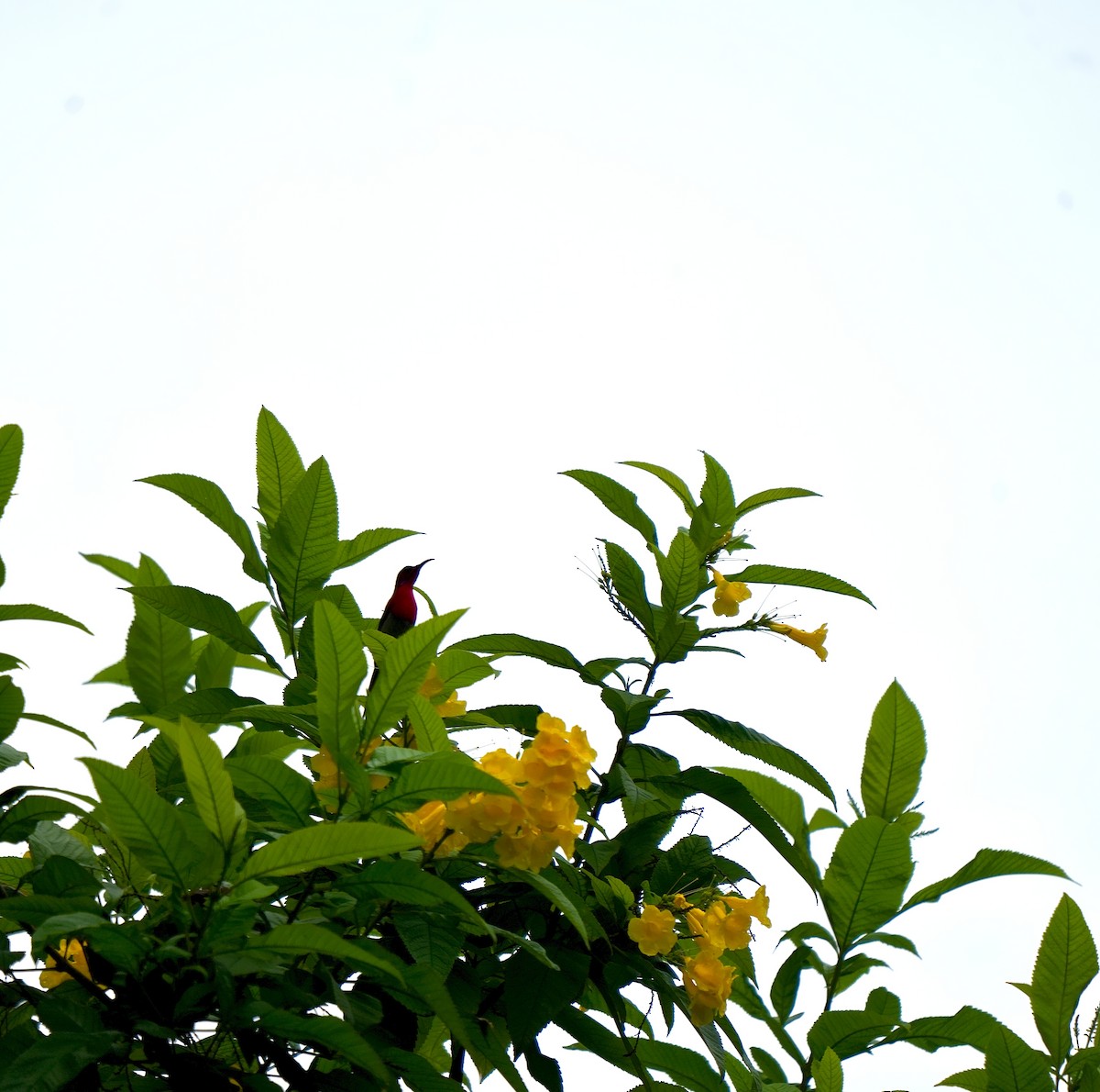 Crimson Sunbird - ML639895872
