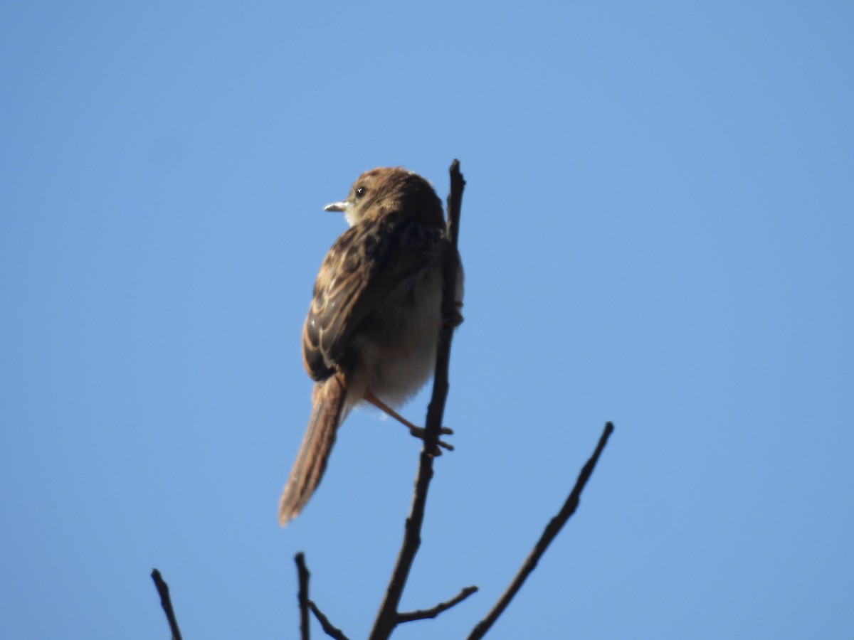 Levaillant's Cisticola - ML639895874