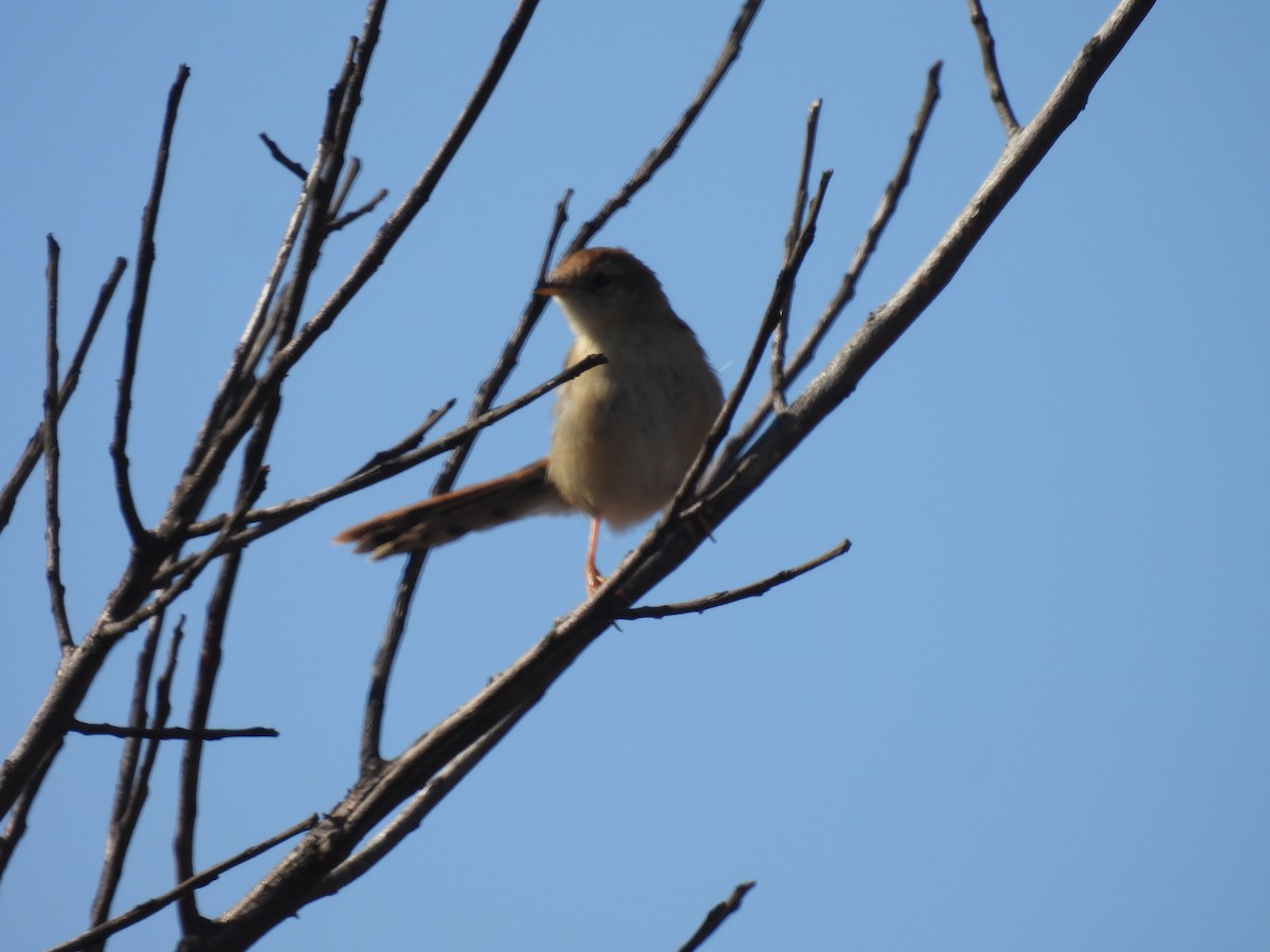 Levaillant's Cisticola - ML639895875