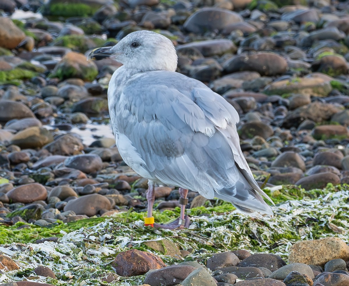 Glaucous-winged Gull - ML639895890