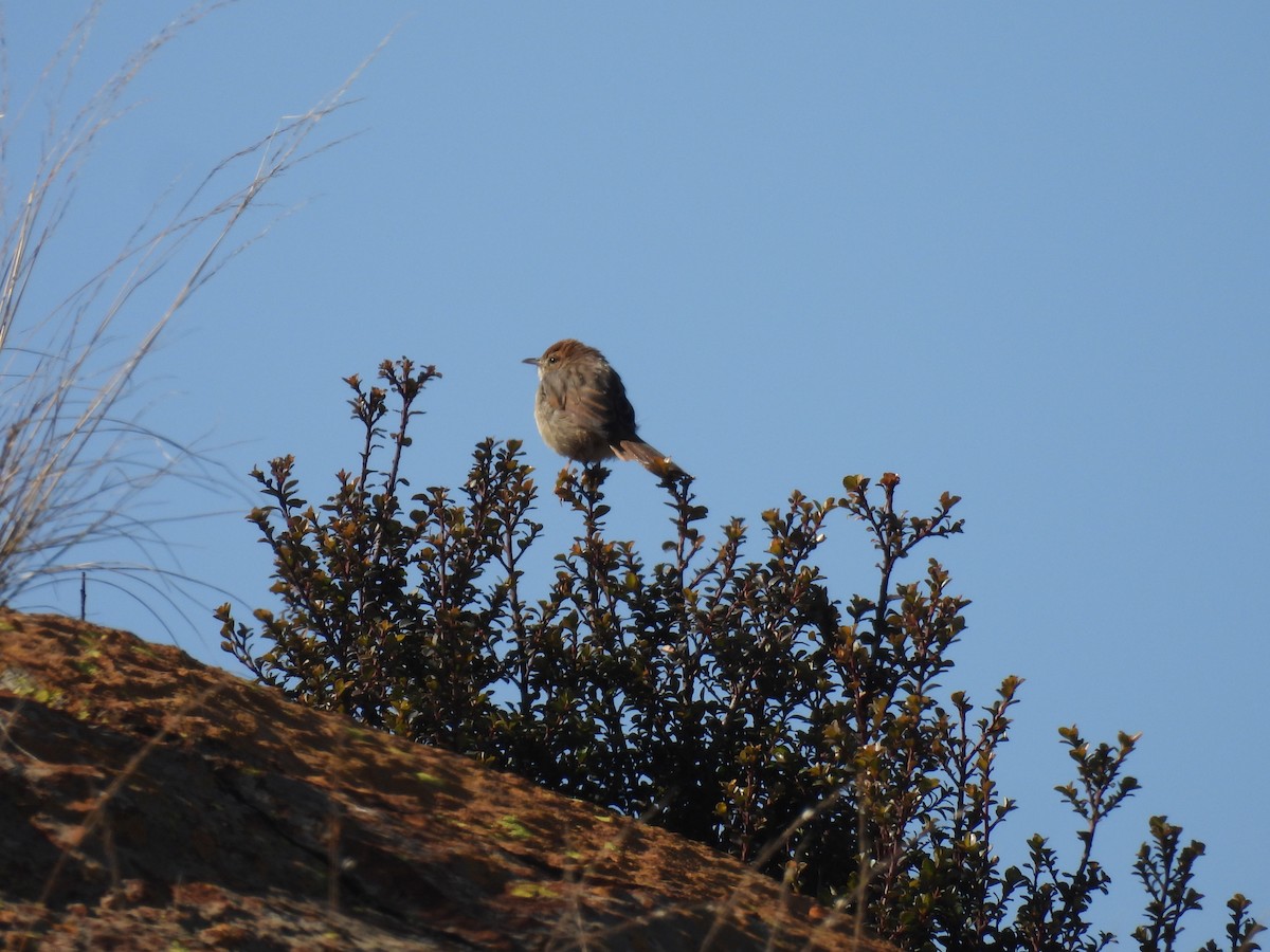 Levaillant's Cisticola - ML639895921