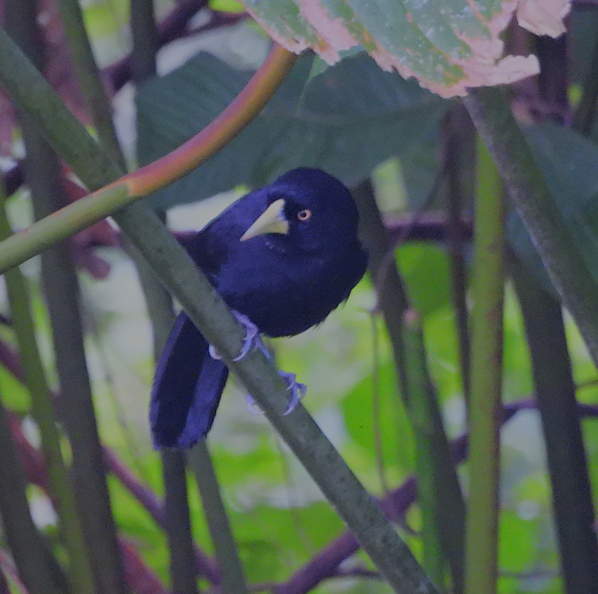 Yellow-billed Cacique - ML639895976