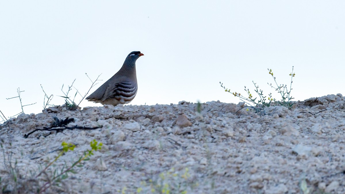 See-see Partridge - ML639895987