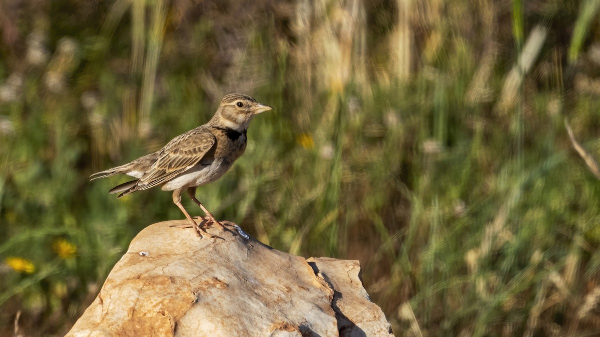 Calandra Lark - ML639896010