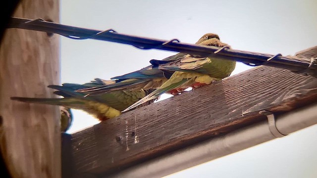 Burrowing Parakeet - ML639896091