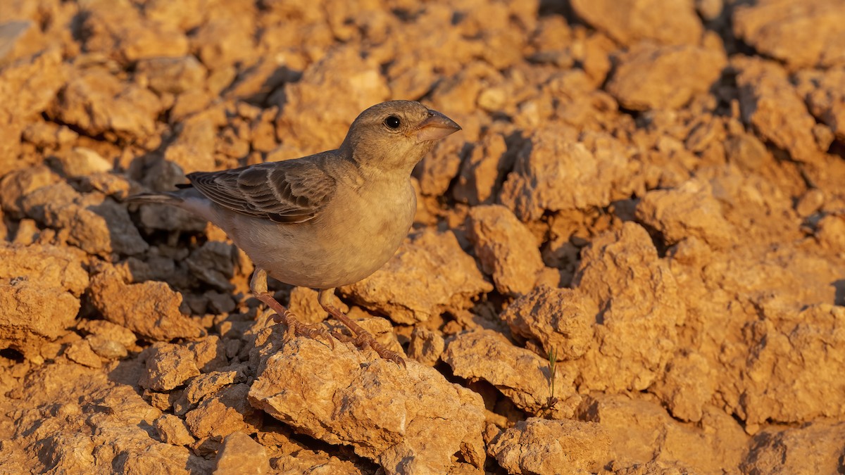 Pale Rockfinch - ML639896120