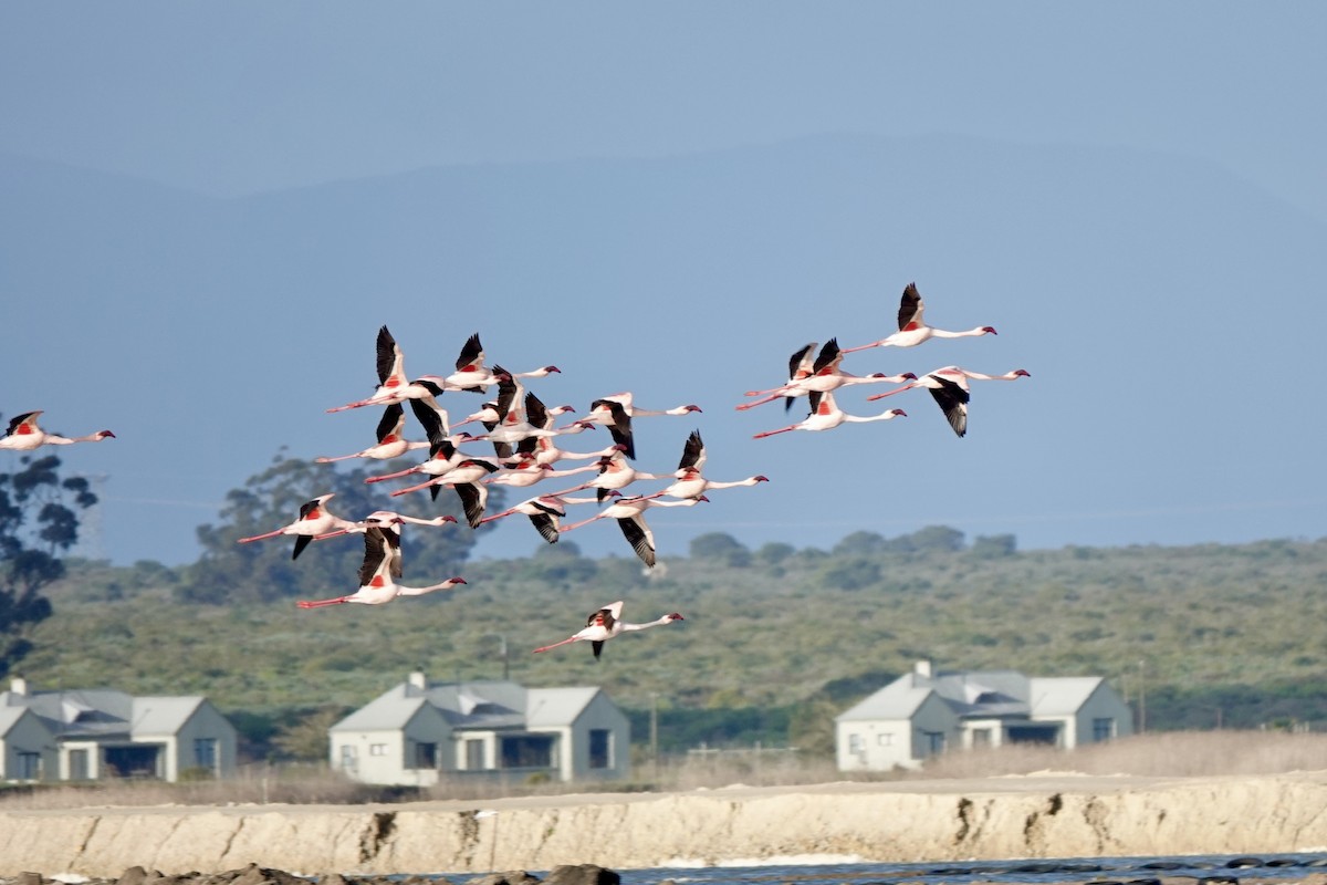 Greater Flamingo - ML639896186
