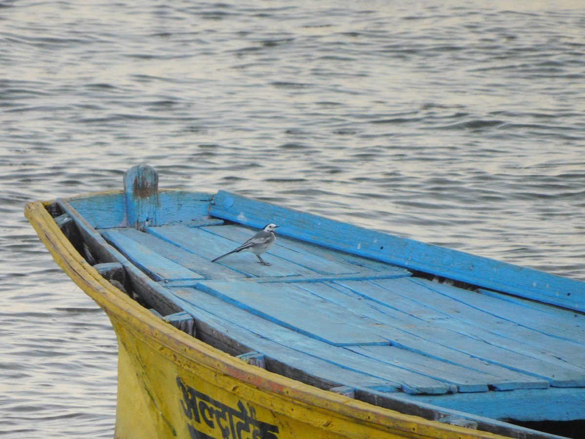 White Wagtail - ML639896193