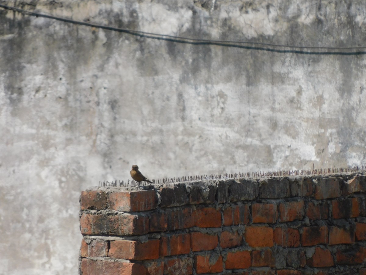Brown Rock Chat - ML639896205