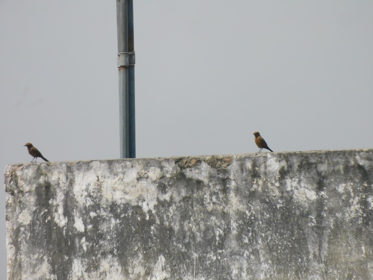 Brown Rock Chat - ML639896206