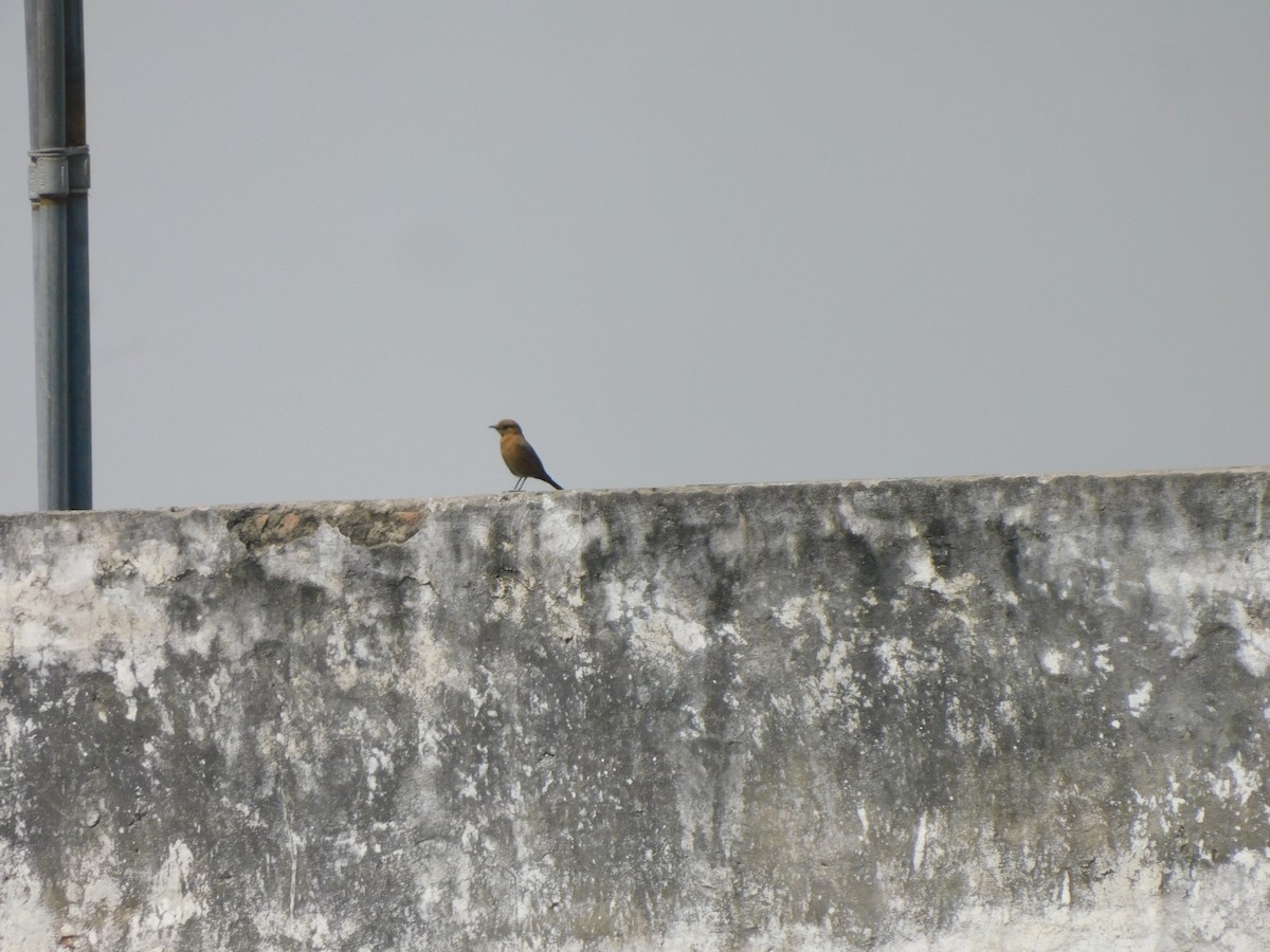 Brown Rock Chat - ML639896207