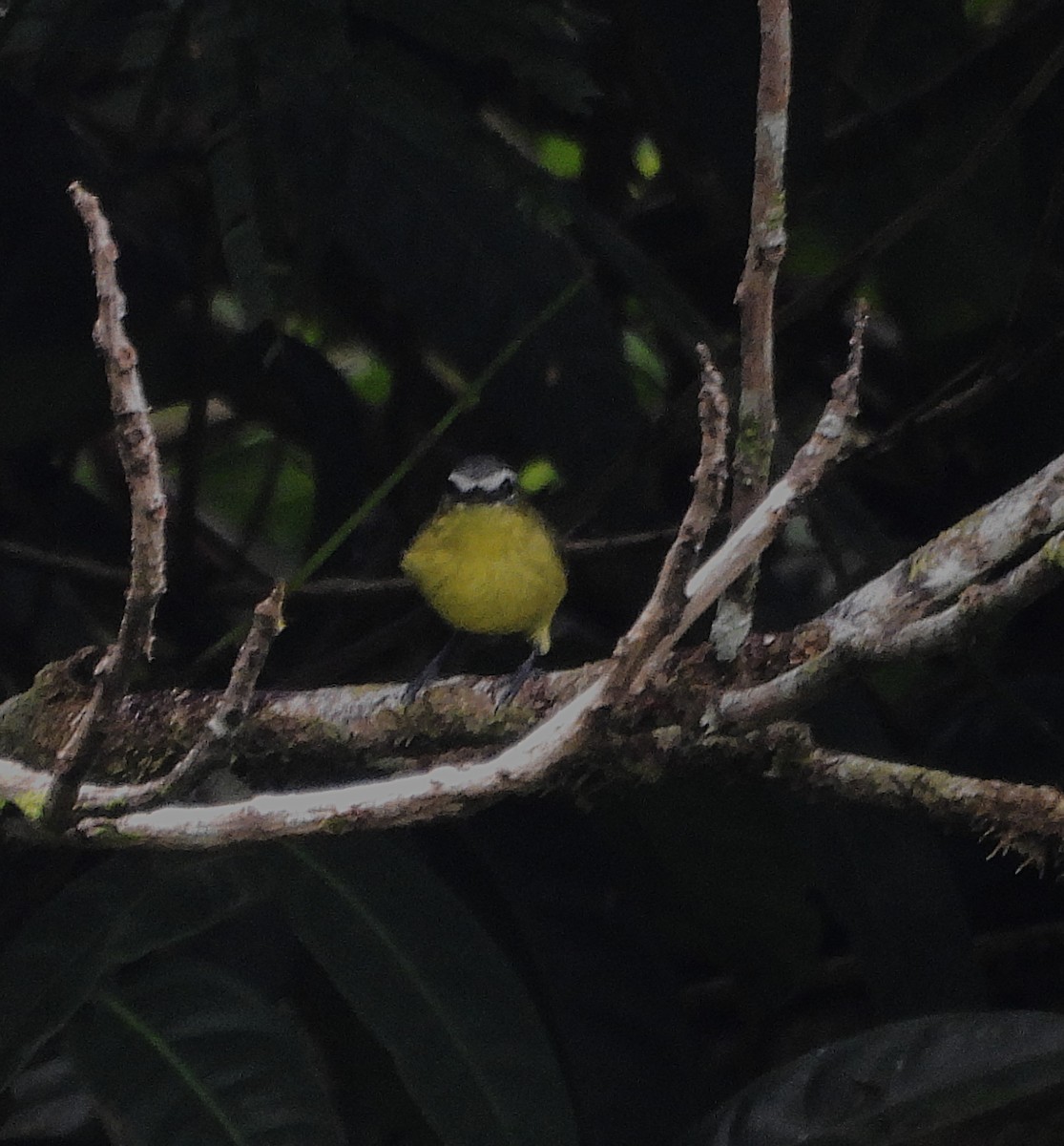 Yellow-bellied Tyrannulet - ML639896213