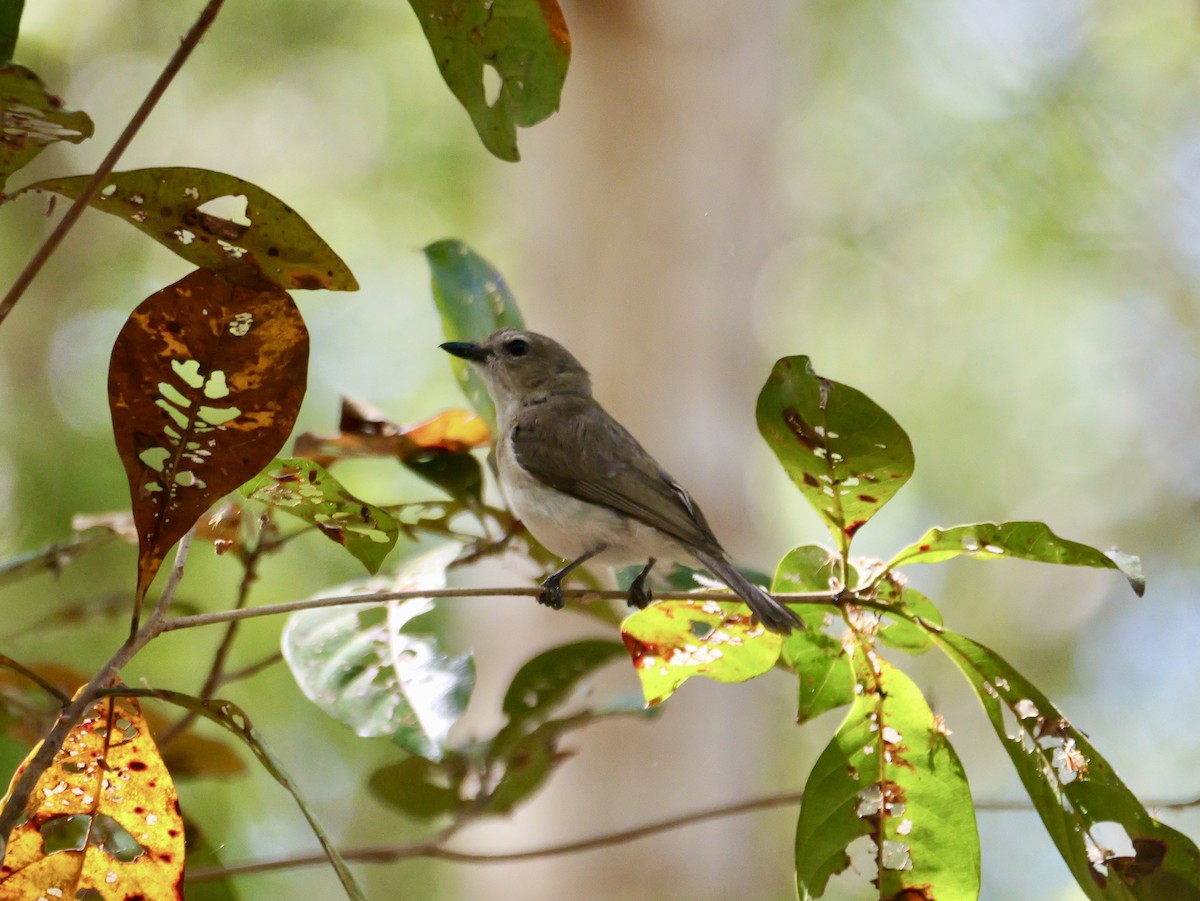 Gray Whistler - ML639896288