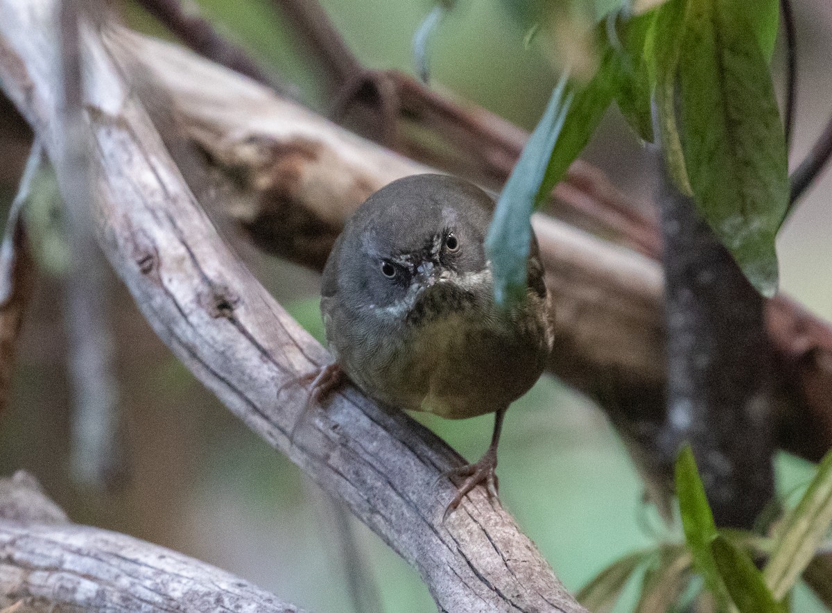 Tasmanian Scrubwren - ML639896321