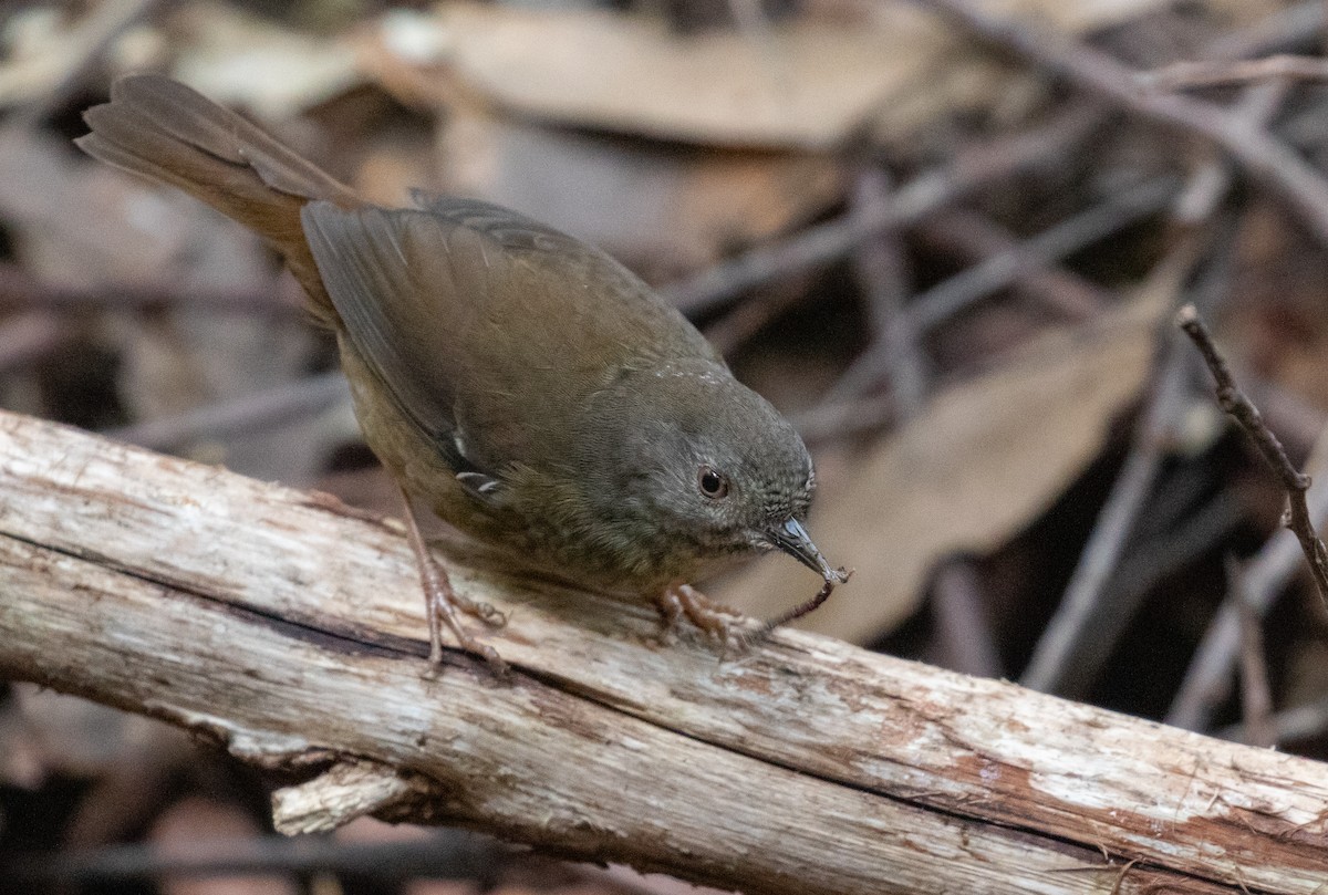 Tasmanian Scrubwren - ML639896322