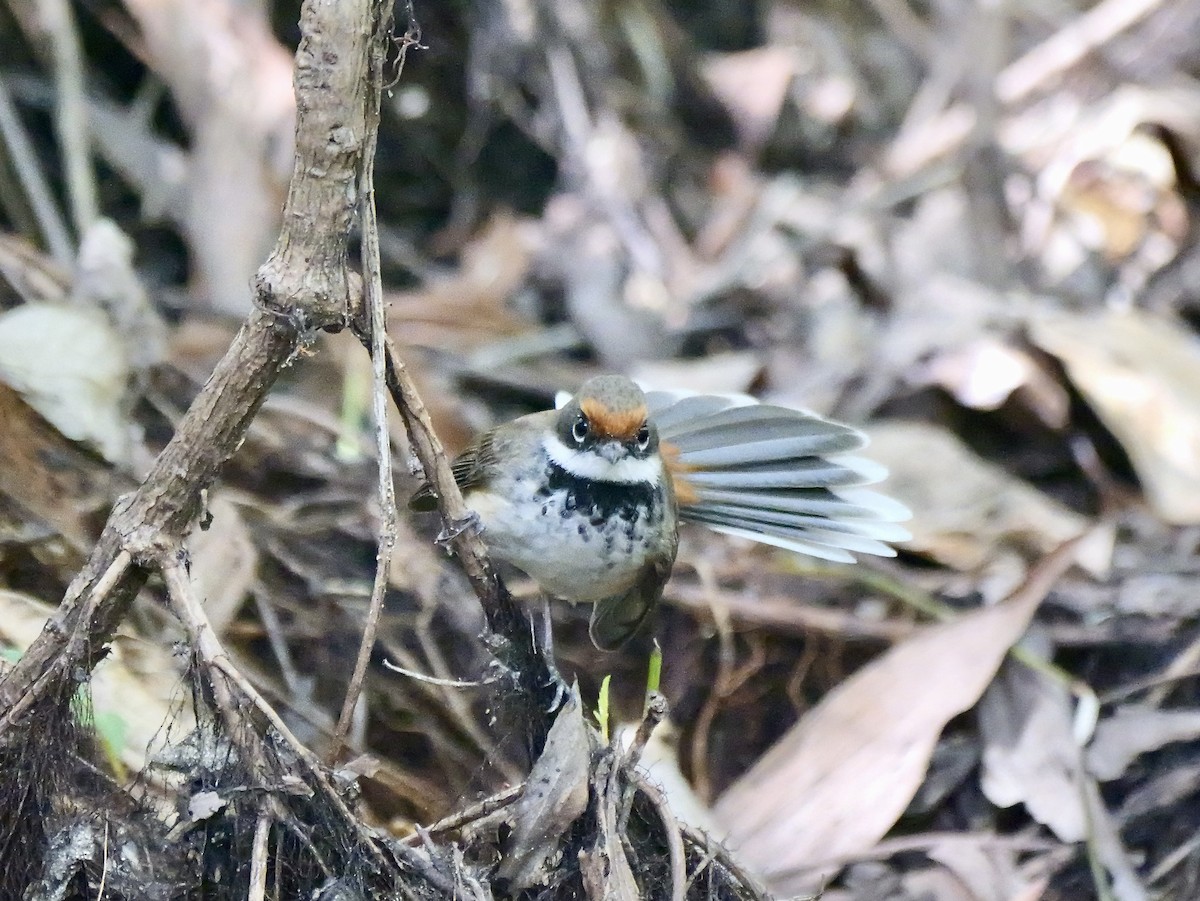 Arafura Fantail - ML639896353
