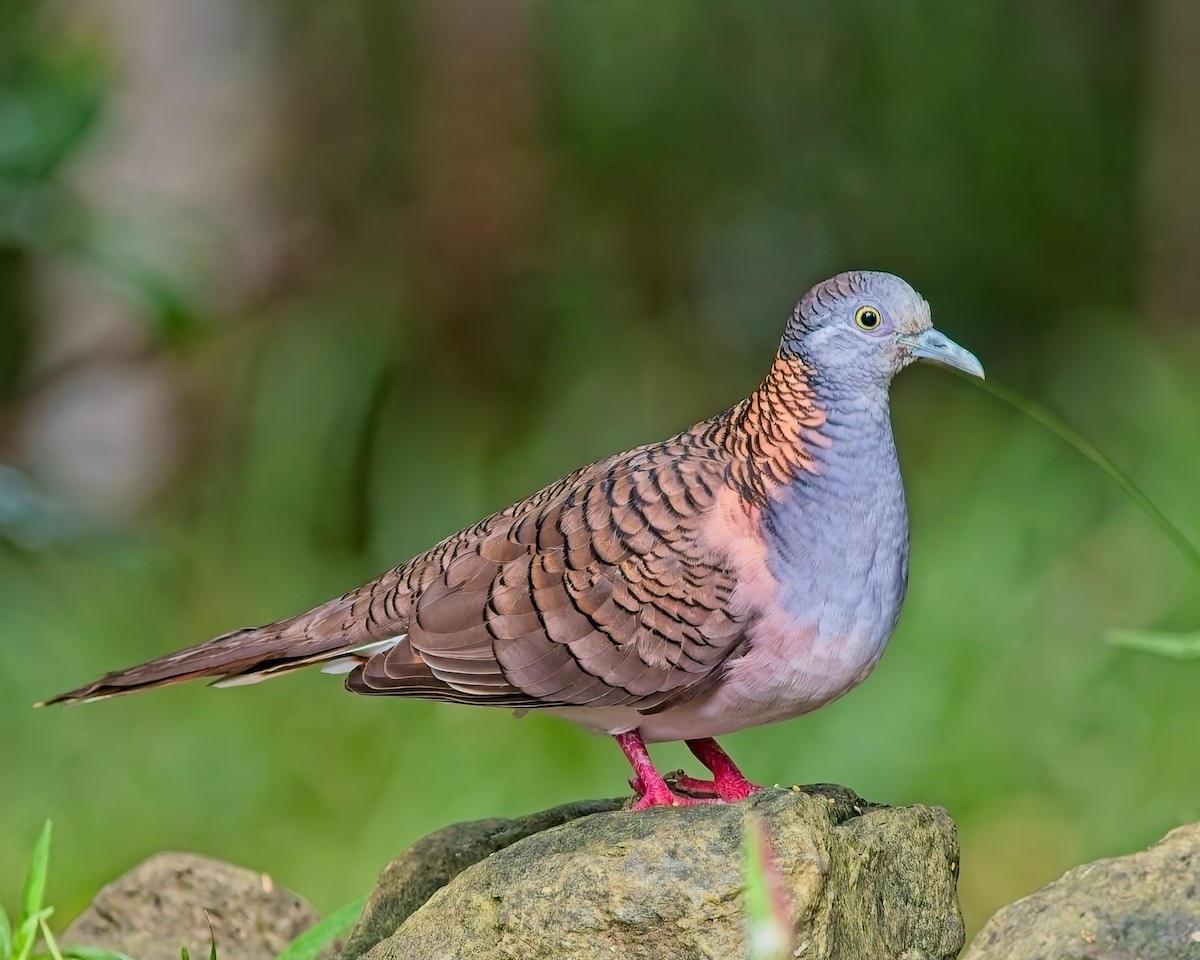Bar-shouldered Dove - ML639896515