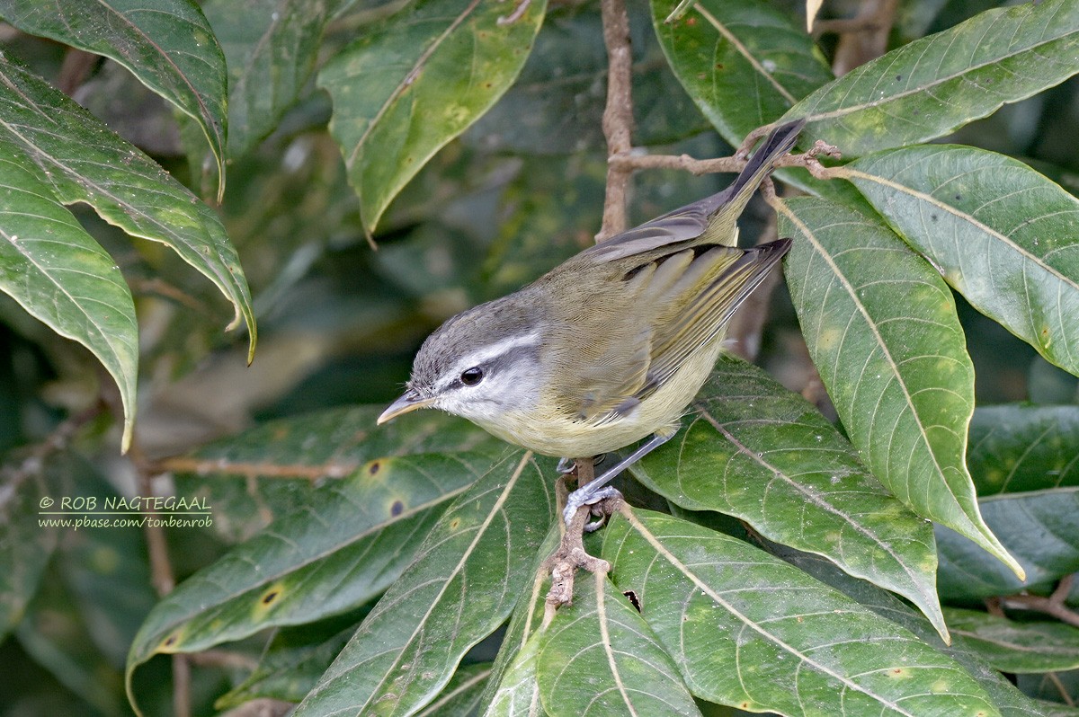 Island Leaf Warbler - ML639896731