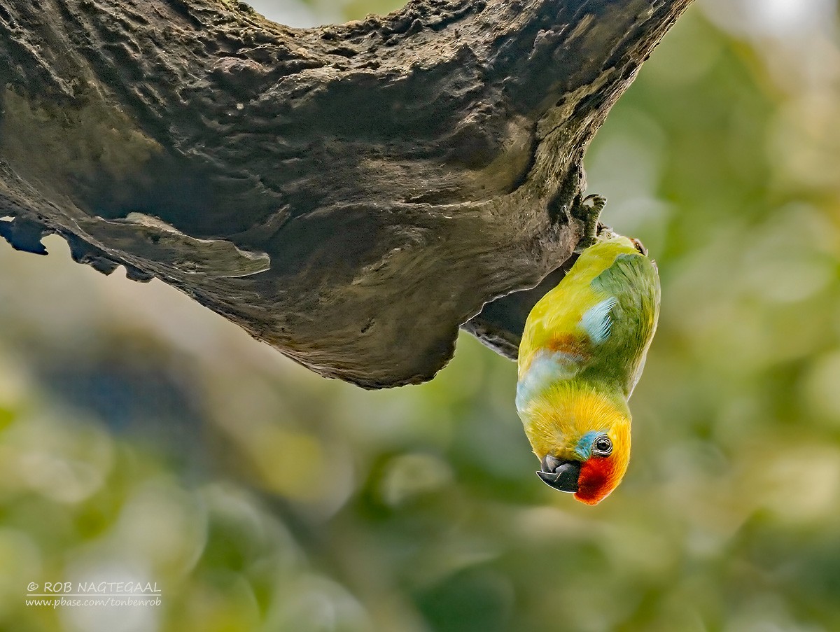 Large Fig-Parrot - ML639896733