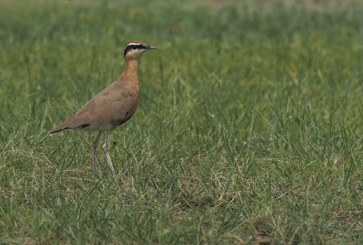 Courvite de Coromandel - ML639896777
