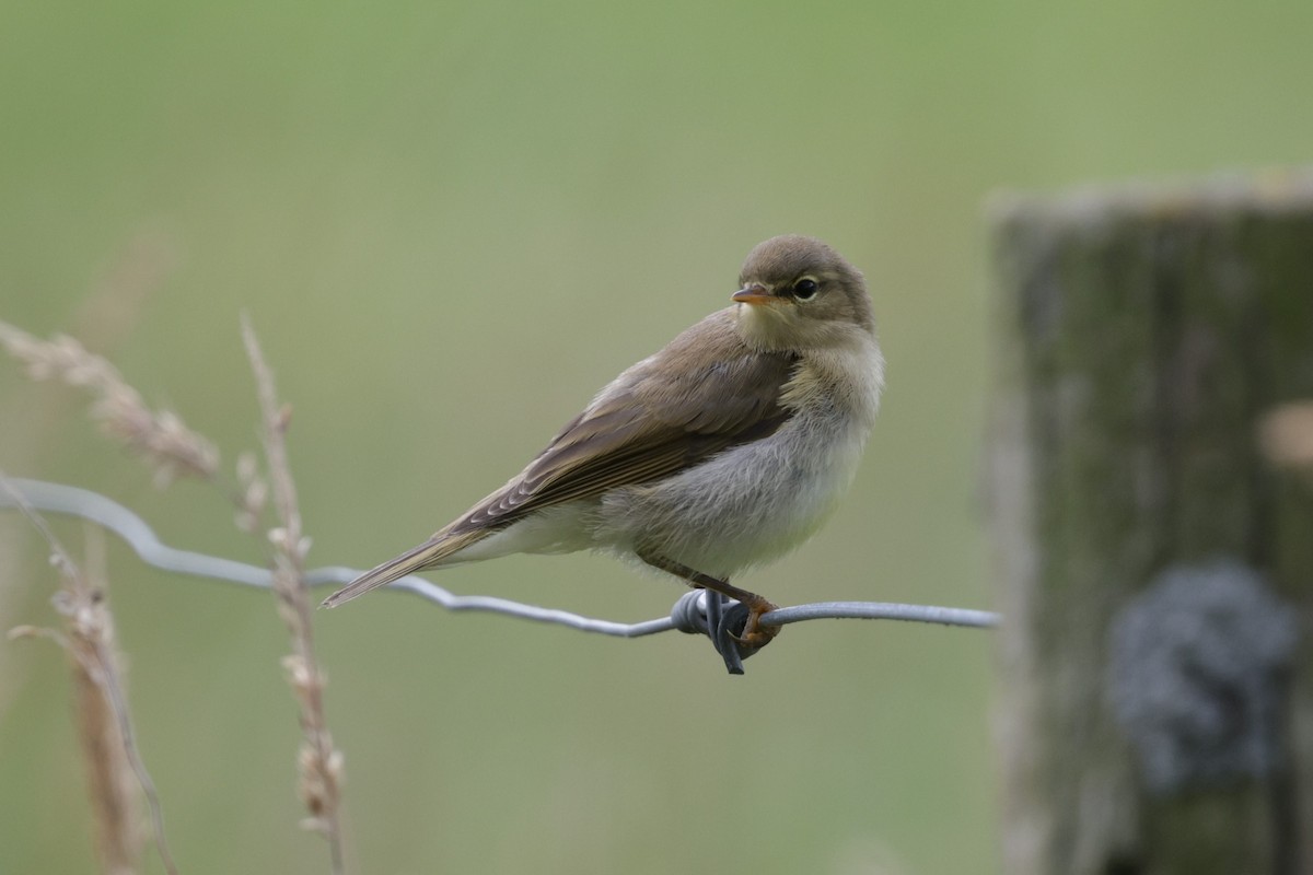 Common Chiffchaff - ML639896802