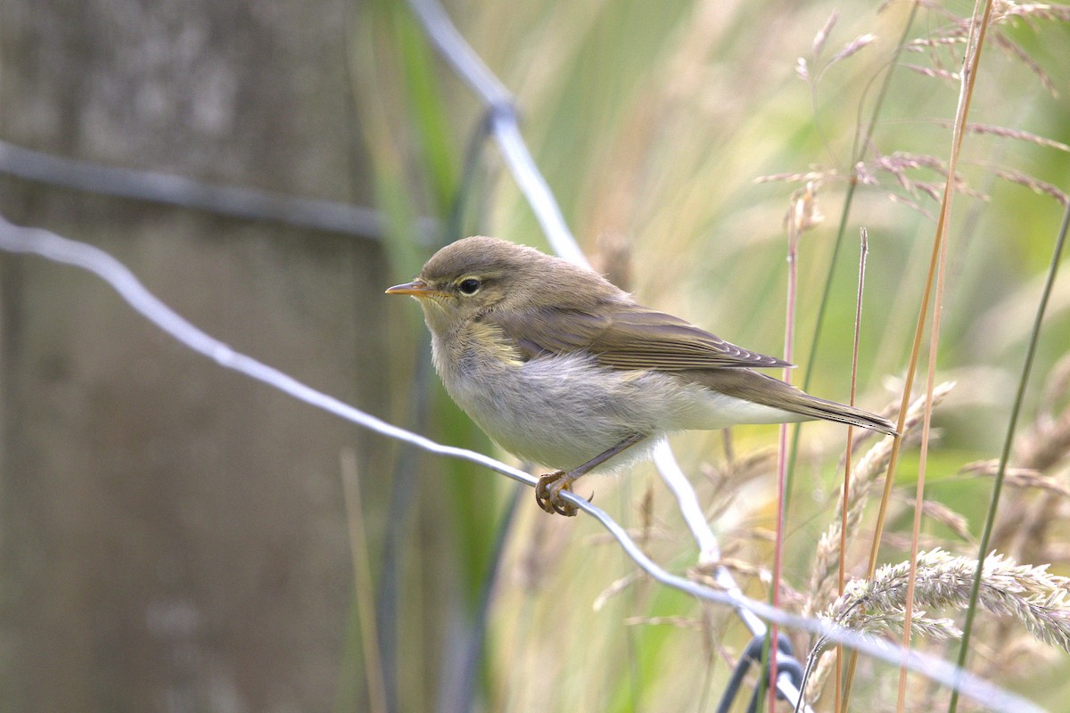Common Chiffchaff - ML639896803