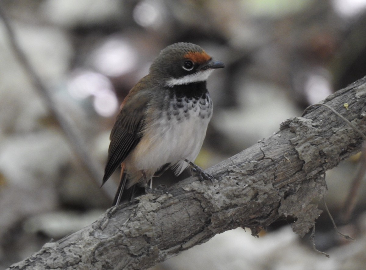 Arafura Fantail - ML639896858