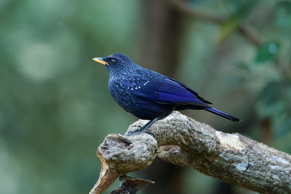 Blue Whistling-Thrush - ML639896933