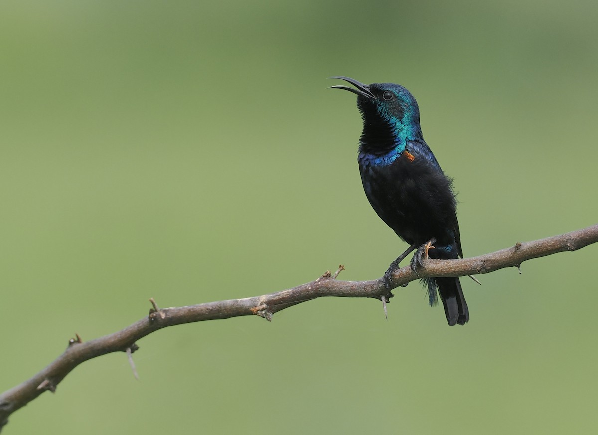 Purple Sunbird - ML639896948
