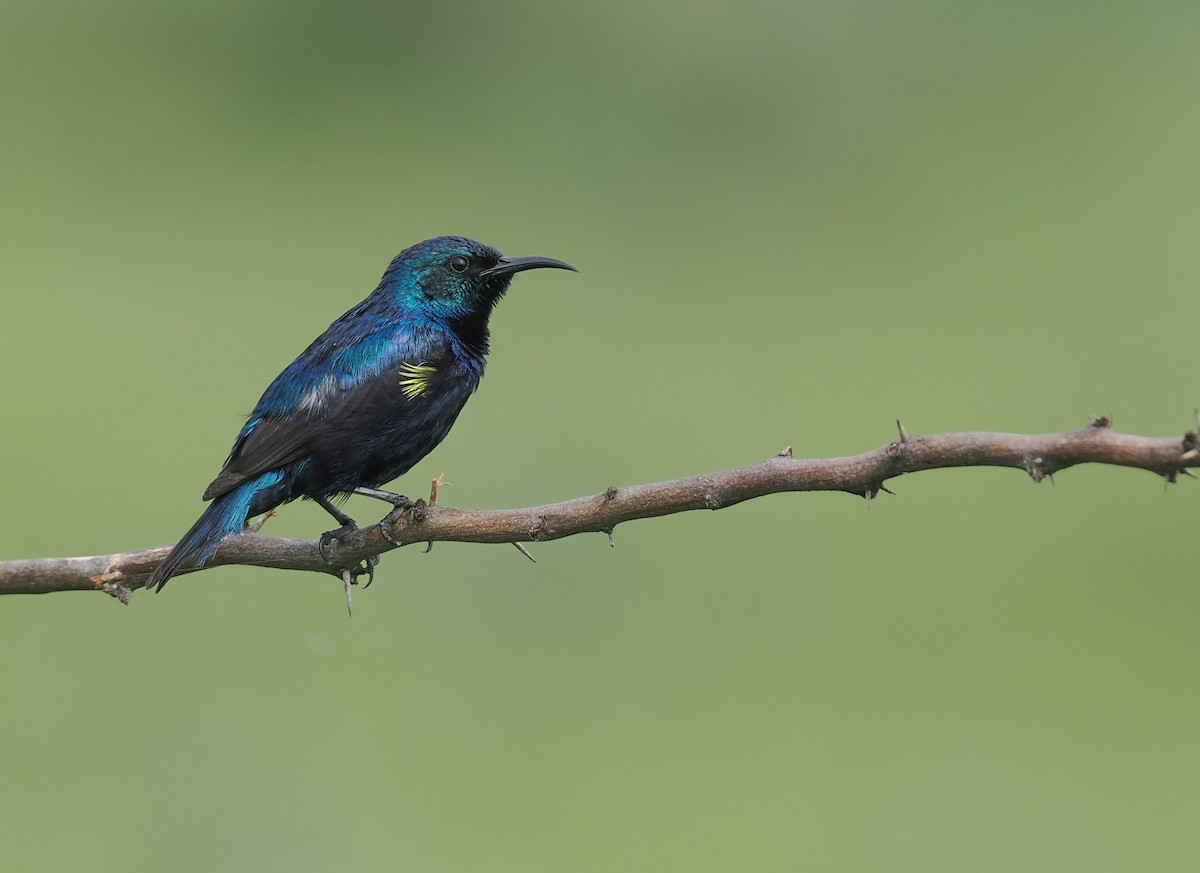 Purple Sunbird - ML639896949
