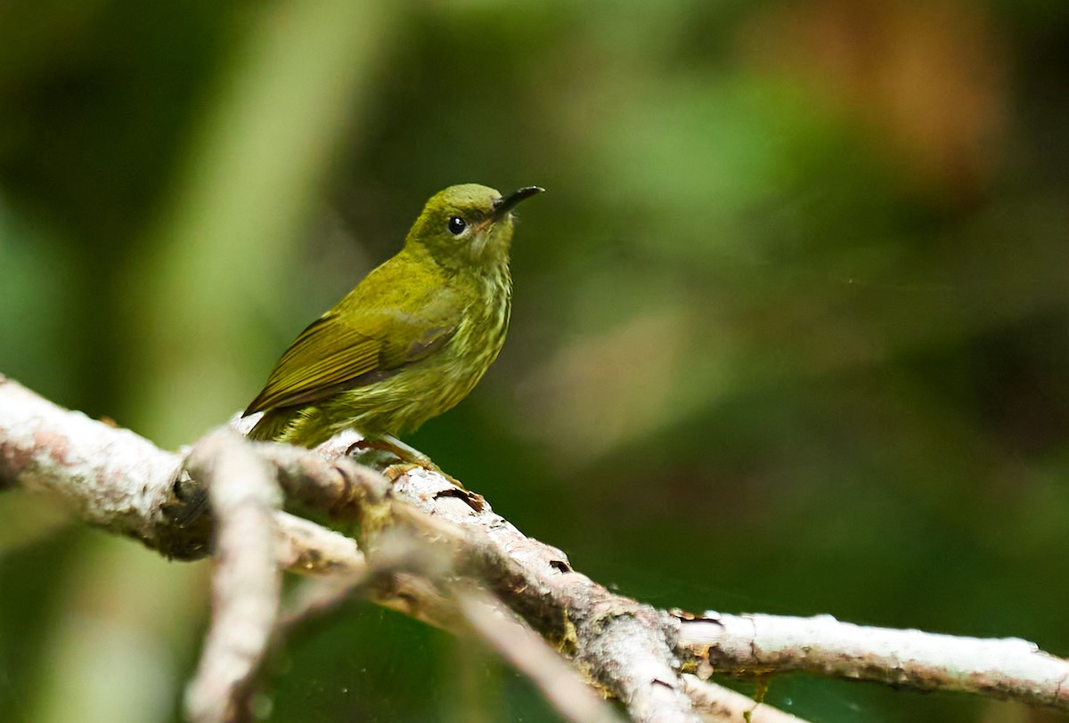 Purple-naped Spiderhunter - ML639896989