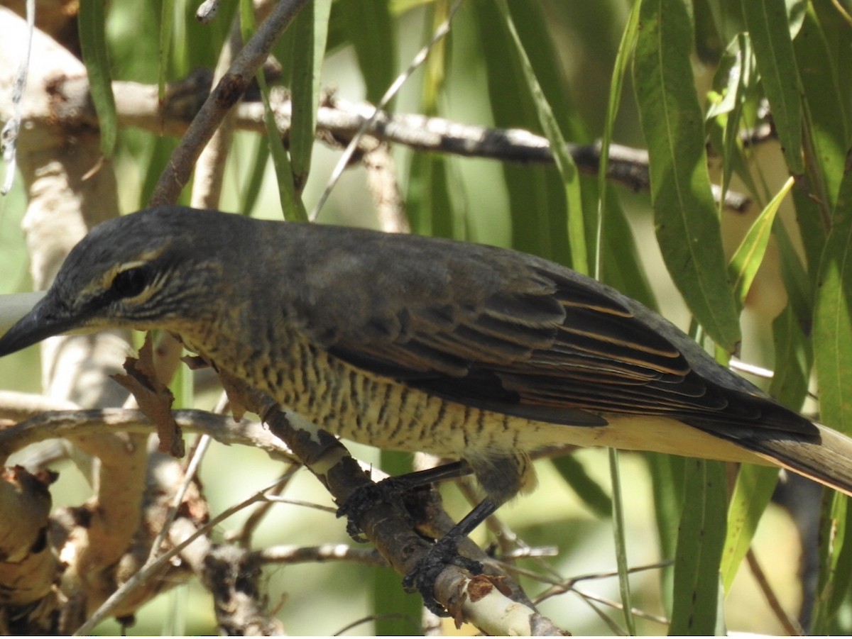 Sahul Cicadabird - ML639896997