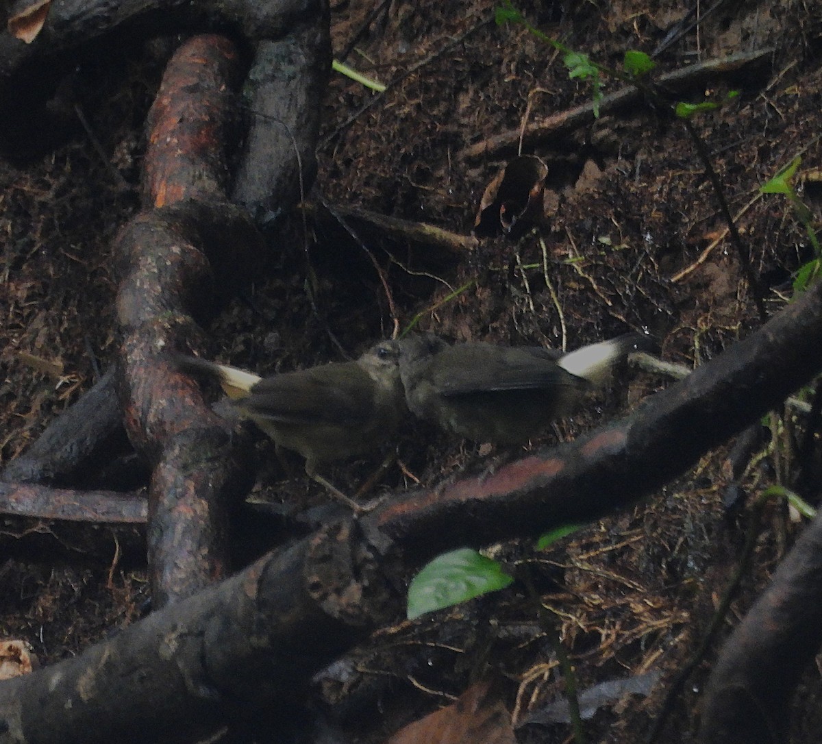 Buff-rumped Warbler - ML639897026