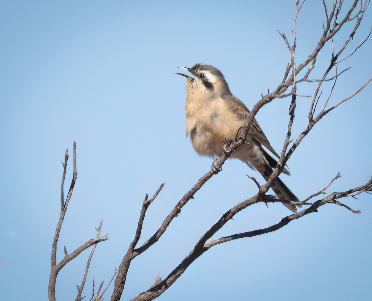 Black-eared Cuckoo - ML639897032
