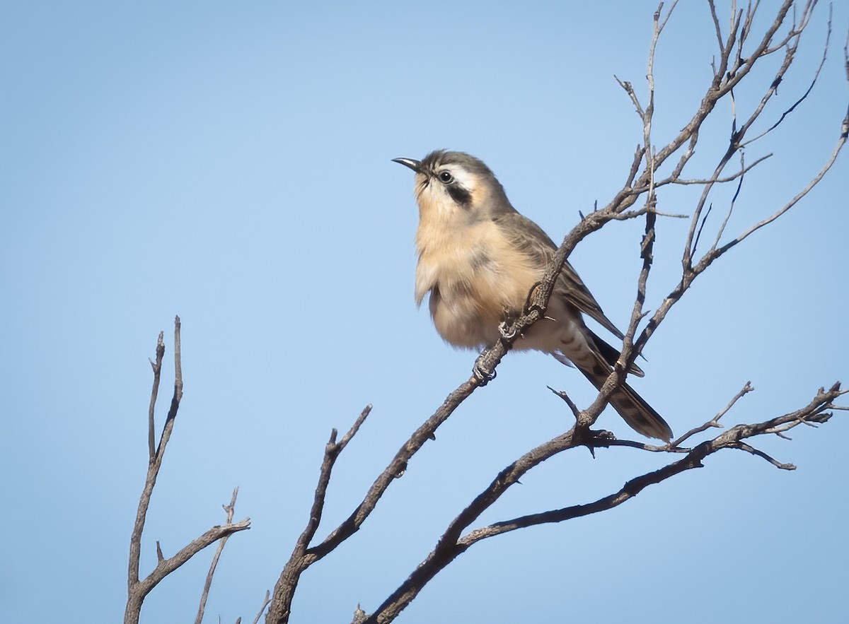 Black-eared Cuckoo - ML639897034