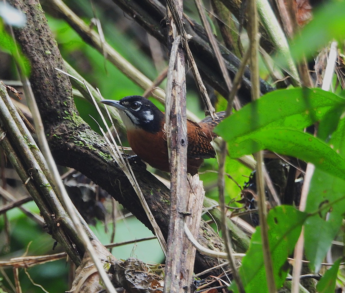 Bay Wren - ML639897038