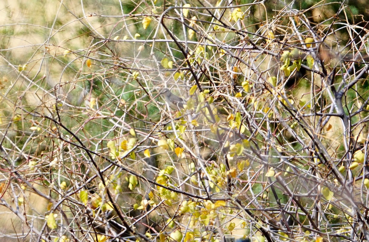 Prinia pâle - ML639897044