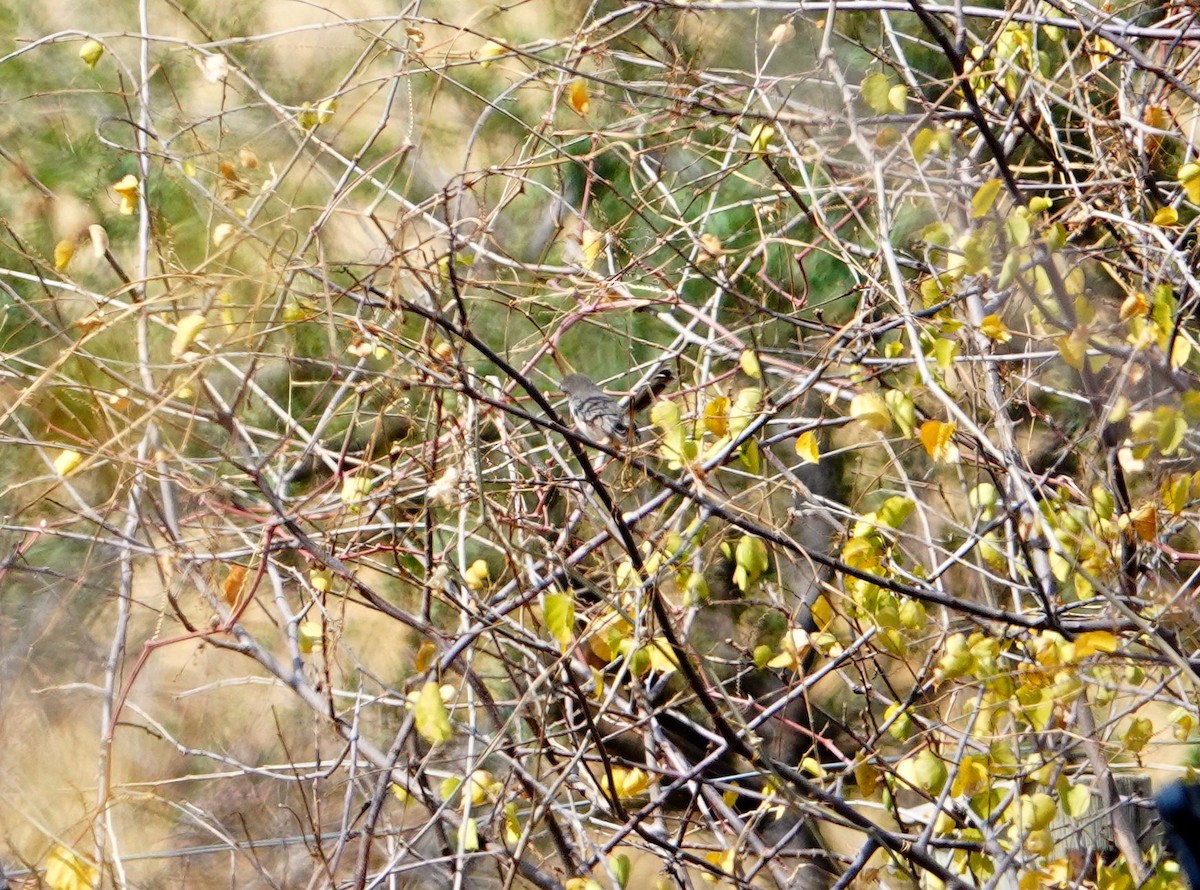 Prinia pâle - ML639897045