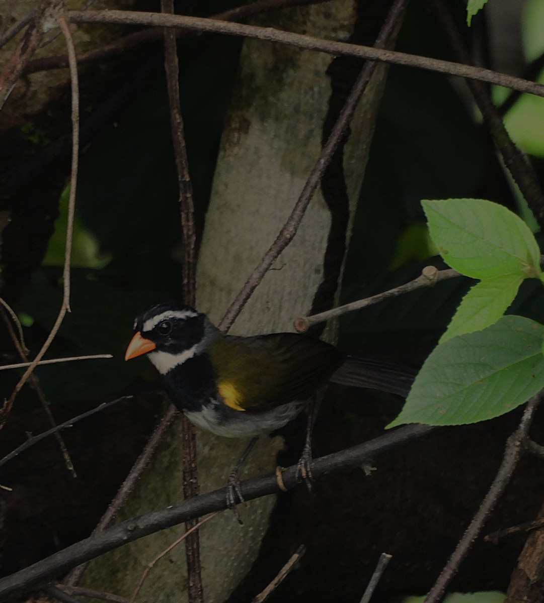 Orange-billed Sparrow - ML639897076