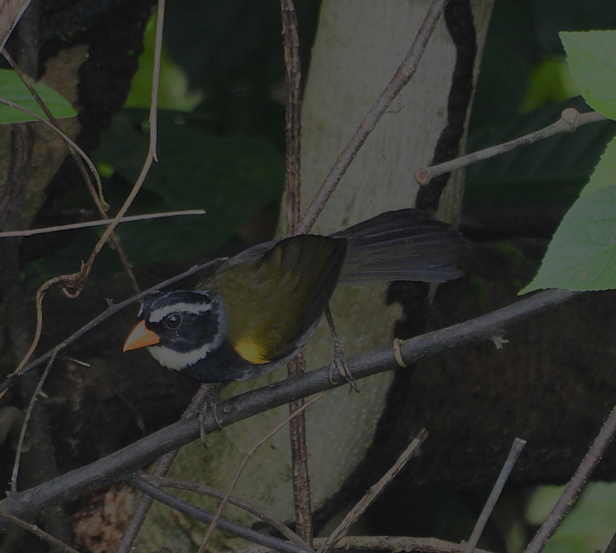 Orange-billed Sparrow - ML639897079