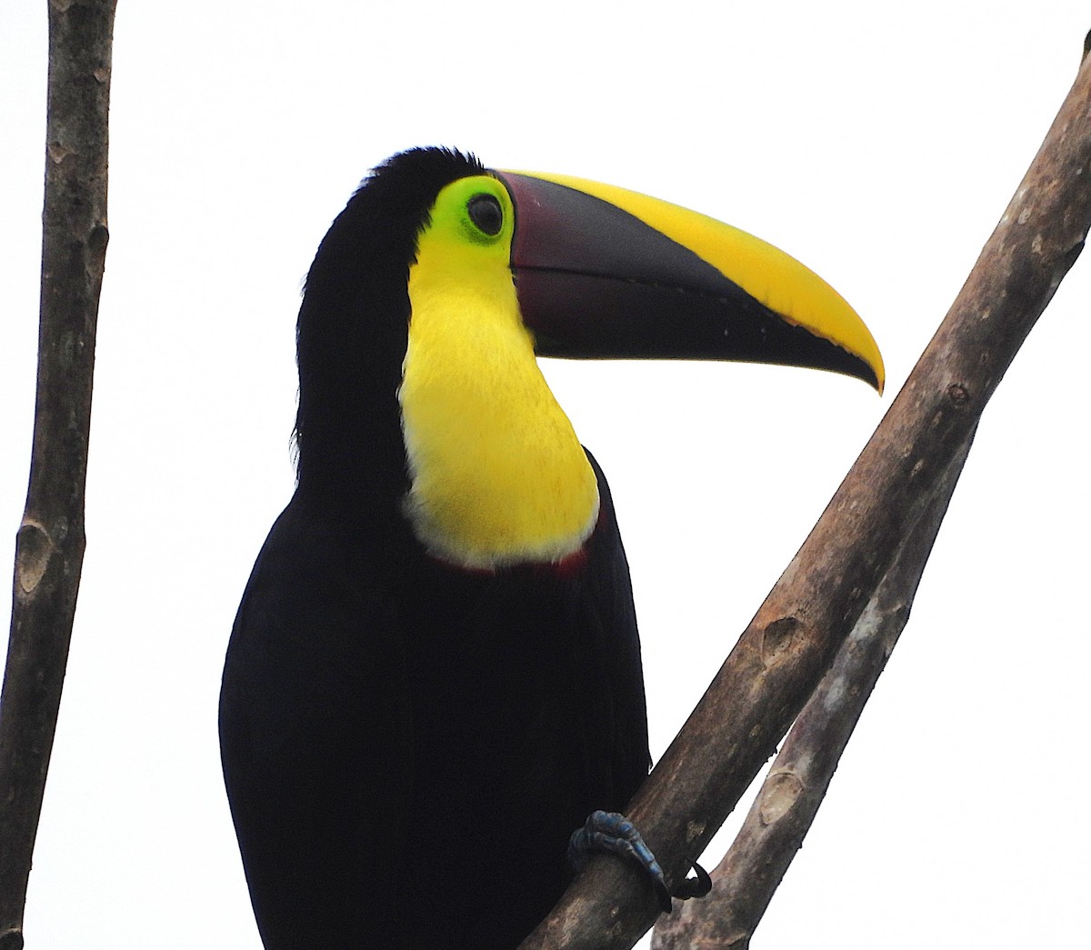 Yellow-throated Toucan - ML639897102